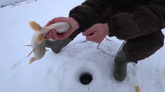 Щука на жерлицы! Плотва рвет леску! Зимняя рыбалка в Казахстане смотреть онлайн