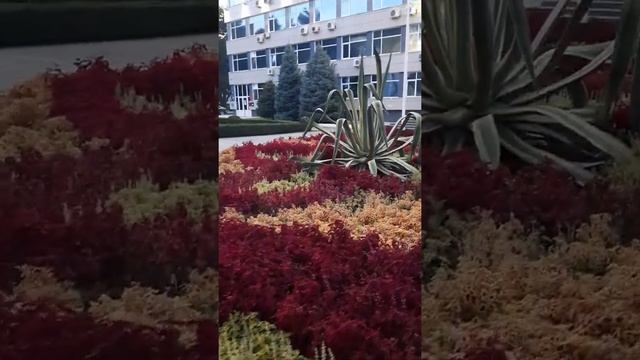 Тещин язык.Кактус. смотреть онлайн