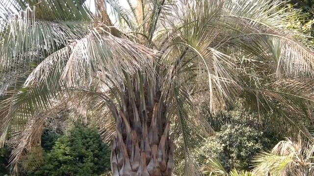 Пальмовая Аллея. Глициния китайская смотреть онлайн