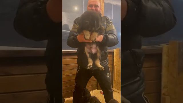 Предлагаются щенки  Тибетский Мастиф от титулованных родителей 🏆🥇Мурманский клуб МОКПДЦ Вестлиц.