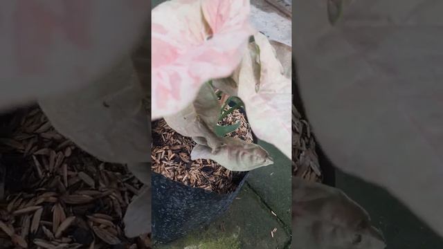 Syngonium Pink Spot смотреть онлайн