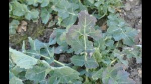 АЗОТ , ФОСФОР, КАЛИЙ, КАЛЬЦИЙ ДЛЯ ЧЕГО НУЖНЫ РАСТЕНИЯМ