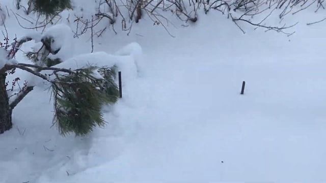 Приехали на дачу. Стряхиваем снег. Прибежал Гром. смотреть онлайн