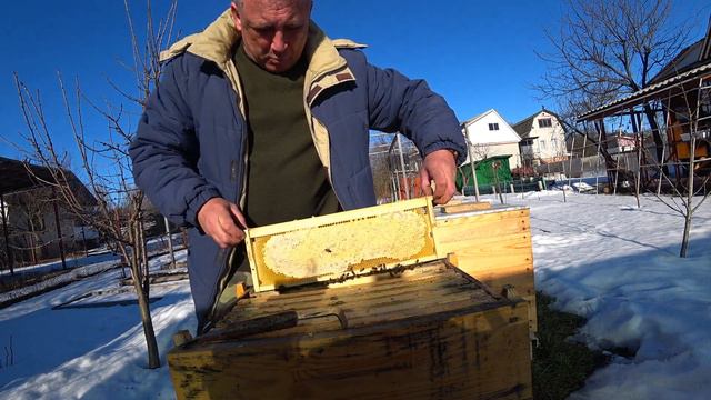 Сравниваю карпатку и бакфаст весной Вскрываю медовые рамки смотреть онлайн