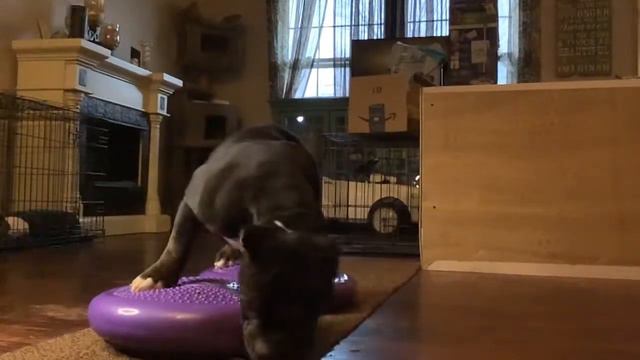 Puppy stack training on balance discs смотреть онлайн