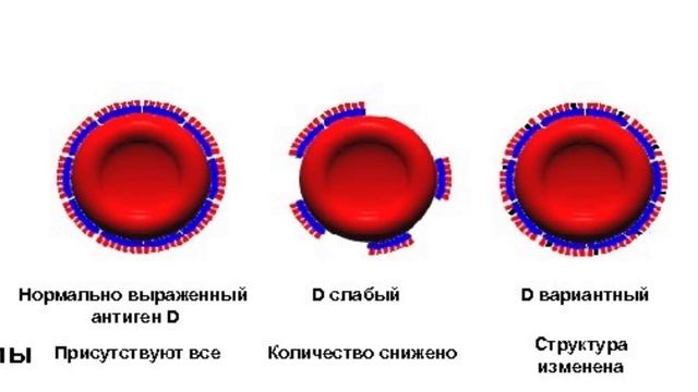 #Rh #Резус D слабый и D вариантный (Du) (резус-фактор). Система резус (Rh). Группы крови человека. смотреть онлайн