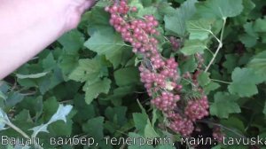 Мускат розовый розовоплодная смородина с крупной ягодой высокоурожайная