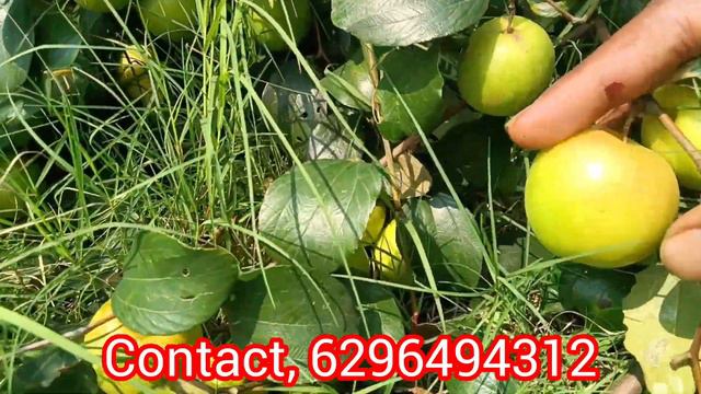 Boll Sundari Apple Ber Plant  All Over India Farming Plant Available Contact 6296494312