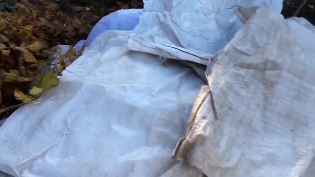 КОГДА И КАК УКРЫВАТЬ КРУПНОЛИСТНУЮ ГОРТЕНЗИЮ смотреть онлайн