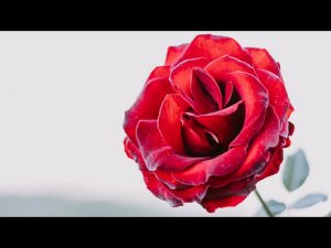 Отрицательный Резус Фактор