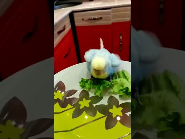 ручной волнистый попугай смотреть онлайн