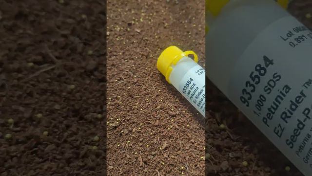 easy wave petunia 1/2 смотреть онлайн