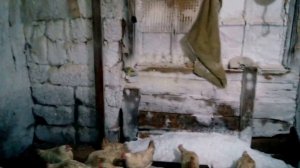 Куры - несушки с птицефабрики. Ломаны. Февраль