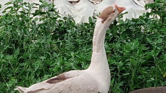 Травяная птица и палки для томатов смотреть онлайн