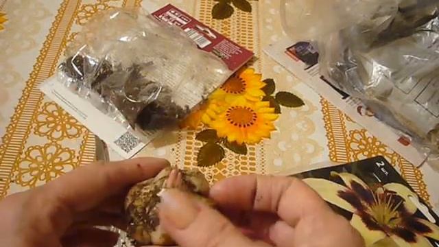 Как сохранить саженцы, лилии ? смотреть онлайн