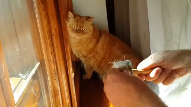 Чем закончился суд Ксении Мансыровой ...ШОК !!! КОТ ОЛИ)) смотреть онлайн