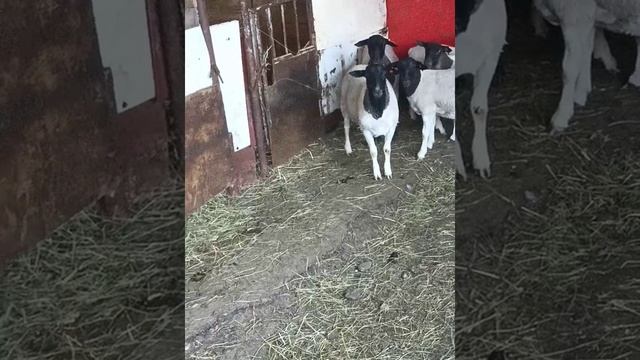 чистокровные бараны Дорпер в продаже смотреть онлайн
