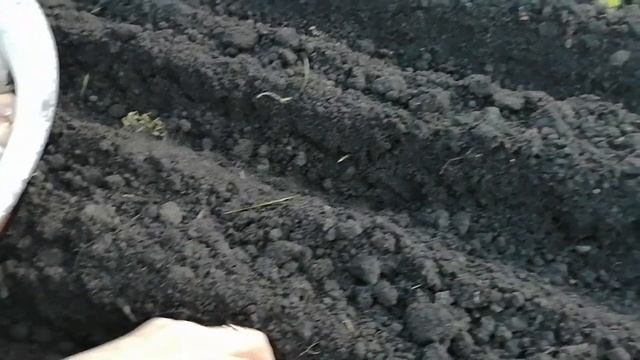 ПРАВИЛЬНАЯ ПОСАДКА ЧЕСНОКА ОШИБКИ ПРИ ПОСАДКЕ смотреть онлайн