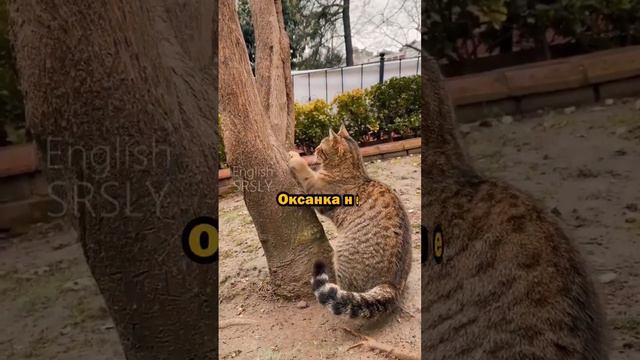 Английская грамматика. Not used to. смотреть онлайн