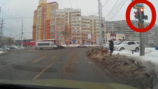 Как переходит дорогу собака и человек смотреть онлайн