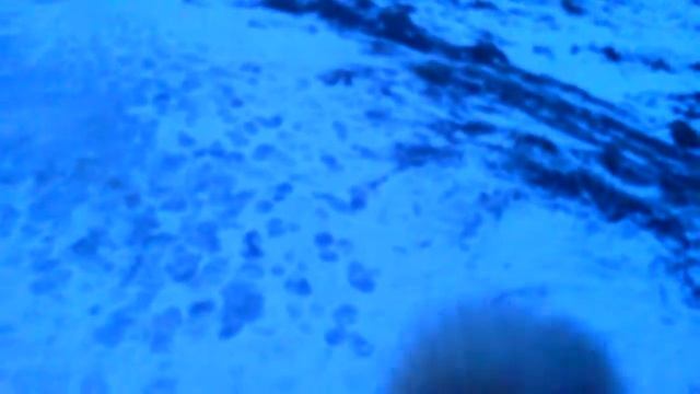 22 февраля 2017 года. Великий Новгород. 7:30. Рассвет. Прогулка с Алтаем (леонбергер). Leonberger смотреть онлайн
