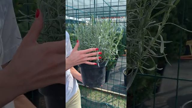 Лаванда кімнатна "Early Autumn" смотреть онлайн