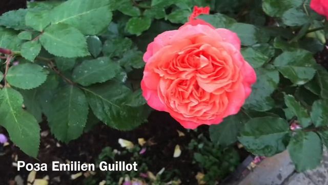 Розы. Осеннее цветение : Emilien Guillot, Aquarell.??? смотреть онлайн