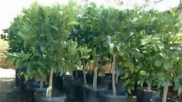 Murrieta Orange, Lemon Citrus Trees and Apple Fruit Trees / 760-842-1799 / Avocado Trees Murrieta смотреть онлайн