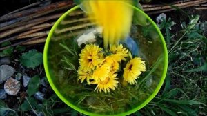 Календула Очень полезный цветок!!!Чай из календулы!