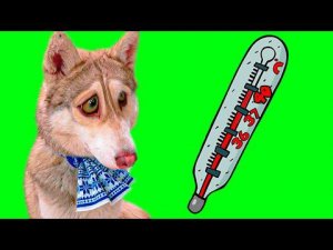 Я ЗАБОЛЕЛ!! (Хаски Бублик) Говорящая собака Mister Booble