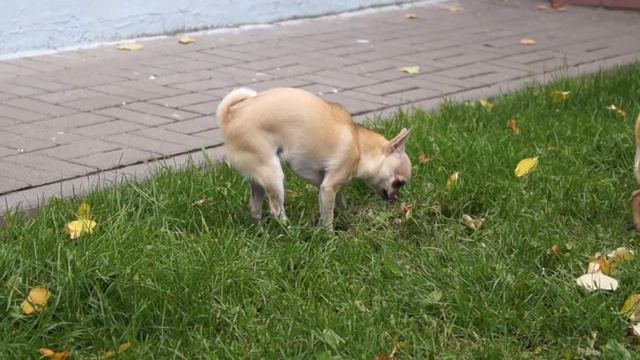 СУПЕР РЖАКА. собака ставит метки смотреть онлайн