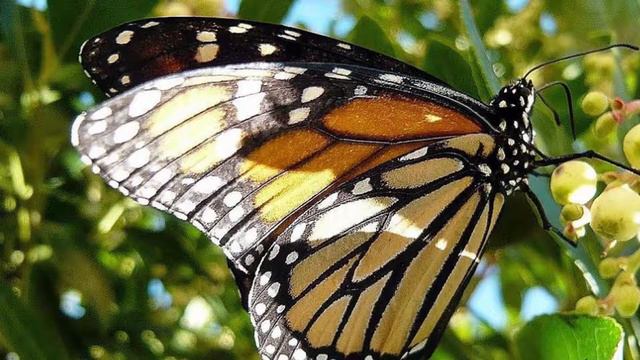 Giannutri - Nature Guide смотреть онлайн