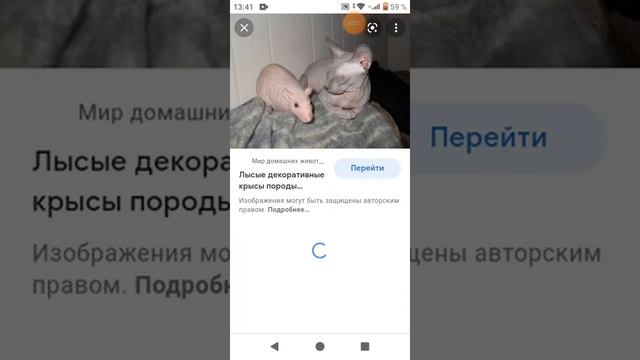 Разновидности декоративных крыс ?? смотреть онлайн