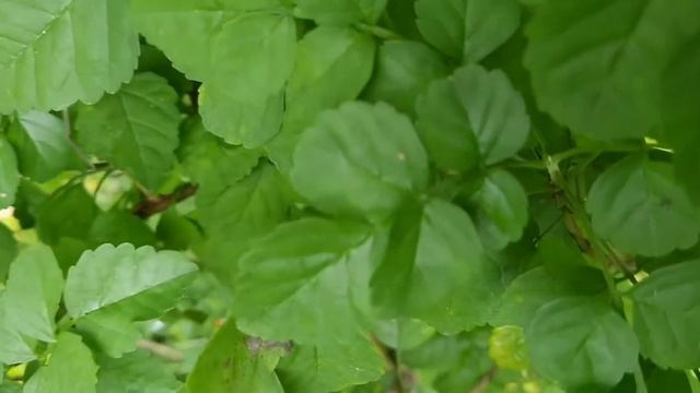 Campsis radicans, Trumpet vine,Like,Share, Subscribe and Comment. смотреть онлайн