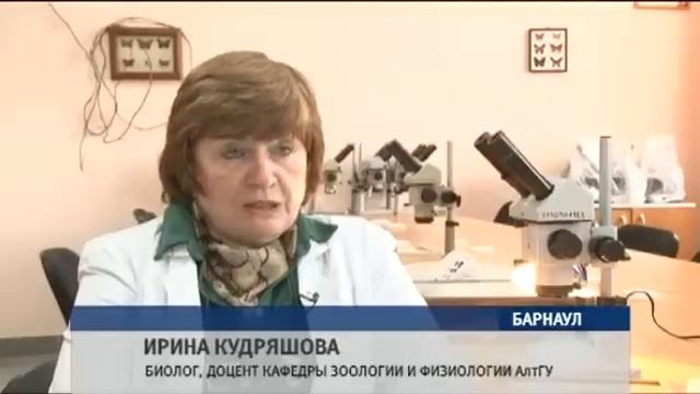 Откуда взялись клопы в Барнауле, и когда закончится нашествие насекомых? смотреть онлайн