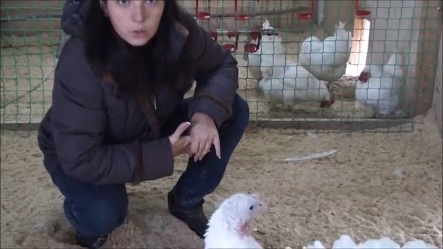 Миф о капризности индюшат и индюков. смотреть онлайн