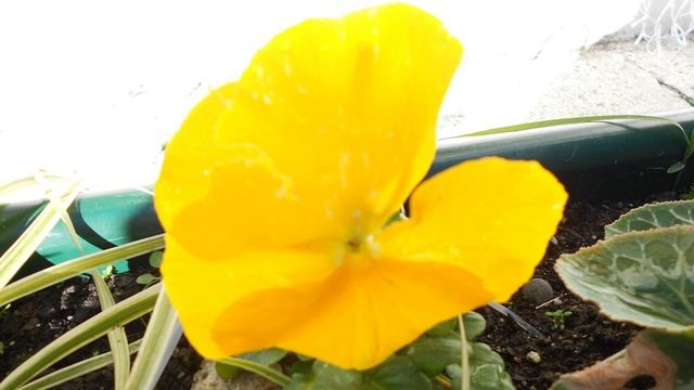 Милый Сочи - зарисовки осени. смотреть онлайн