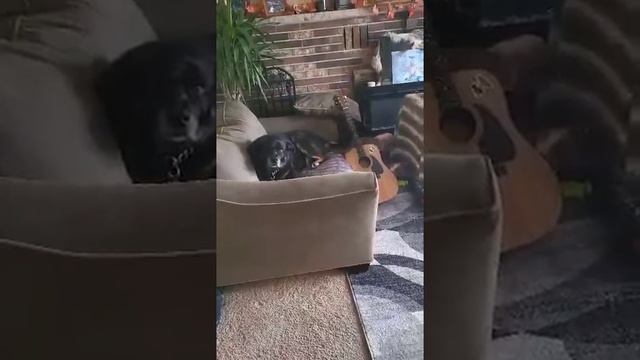 Happy Dog Plays Guitar With Tail || ViralHog смотреть онлайн