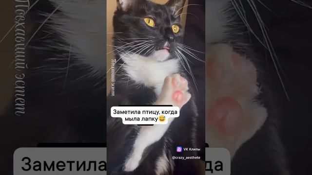 ShortsMEME смотреть онлайн