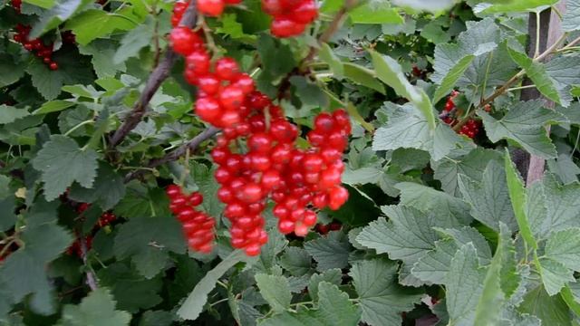 Уральская Красавица - сорт красной смородины смотреть онлайн