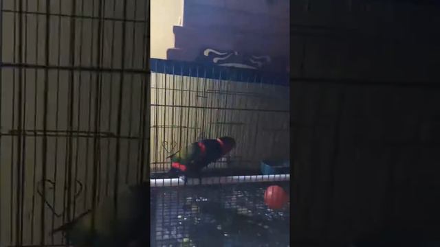 Keunikan jenis-jenis Burung peliharaan yg dapat ngoceh dan berkicau смотреть онлайн