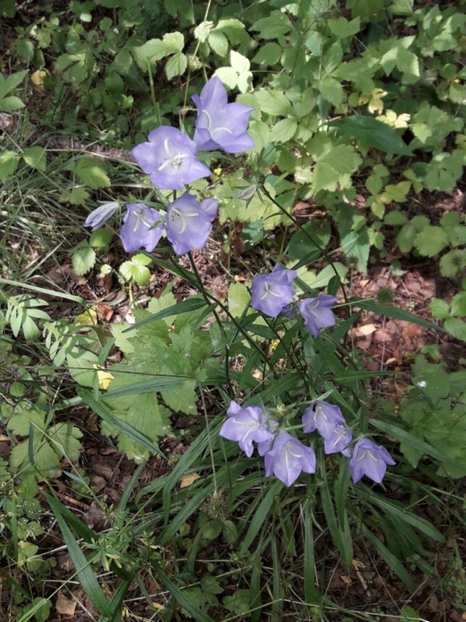 95. Колокольчик персиколистный - Campanula persicifolia смотреть онлайн