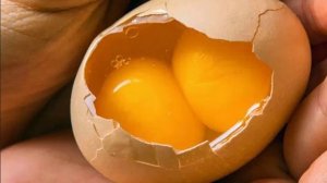 Почему в одном курином яйце два желтка