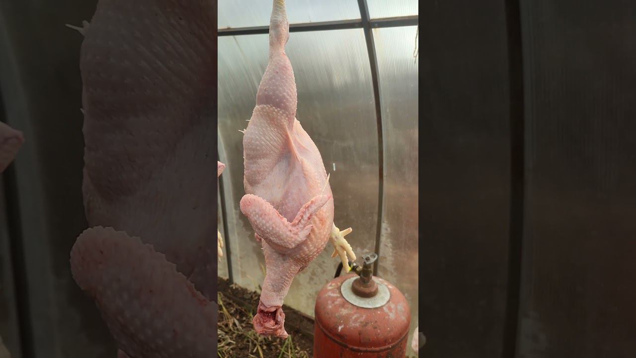 Правильные пчелы #shorts смотреть онлайн