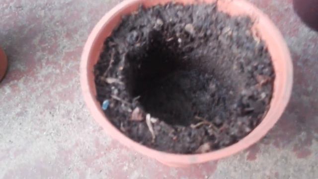 Como transplantar Echeverias fácil y rápido!! смотреть онлайн