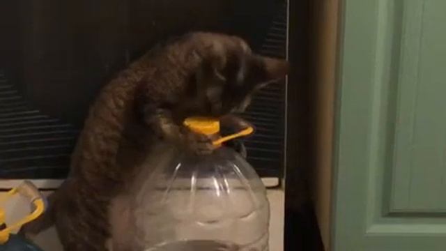 Кот против бутылки/cat vs bottle смотреть онлайн