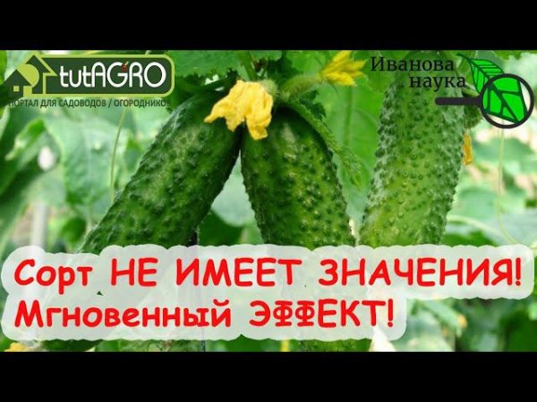 ИДЕАЛЬНАЯ ПОДКОРМКА ДЛЯ ОГУРЦОВ! Вот так ПОЛИВАЮ огурцы 1 раз в 10 дней и собираю ОГРОМНЫЙ УРОЖАЙ!