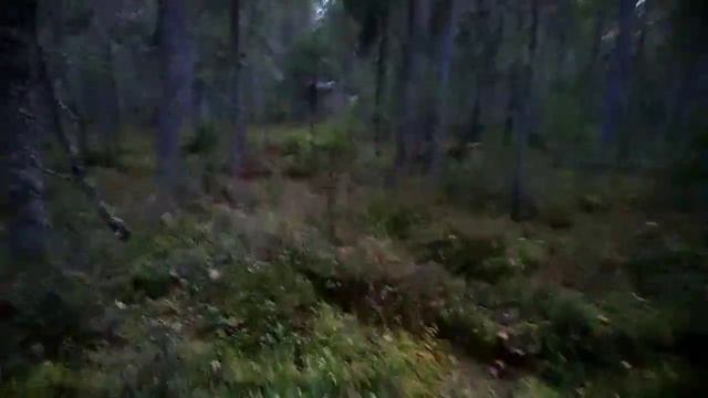 Охота на боровую дичь смотреть онлайн