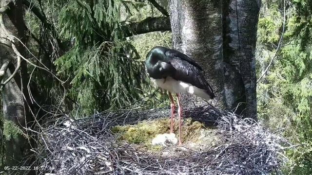 Must-toonekurg2 | Second egg hatched | May 22, 2022 смотреть онлайн