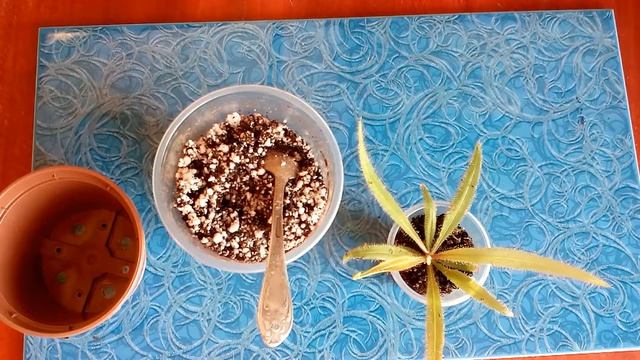 Росянка Адель (Drosera 